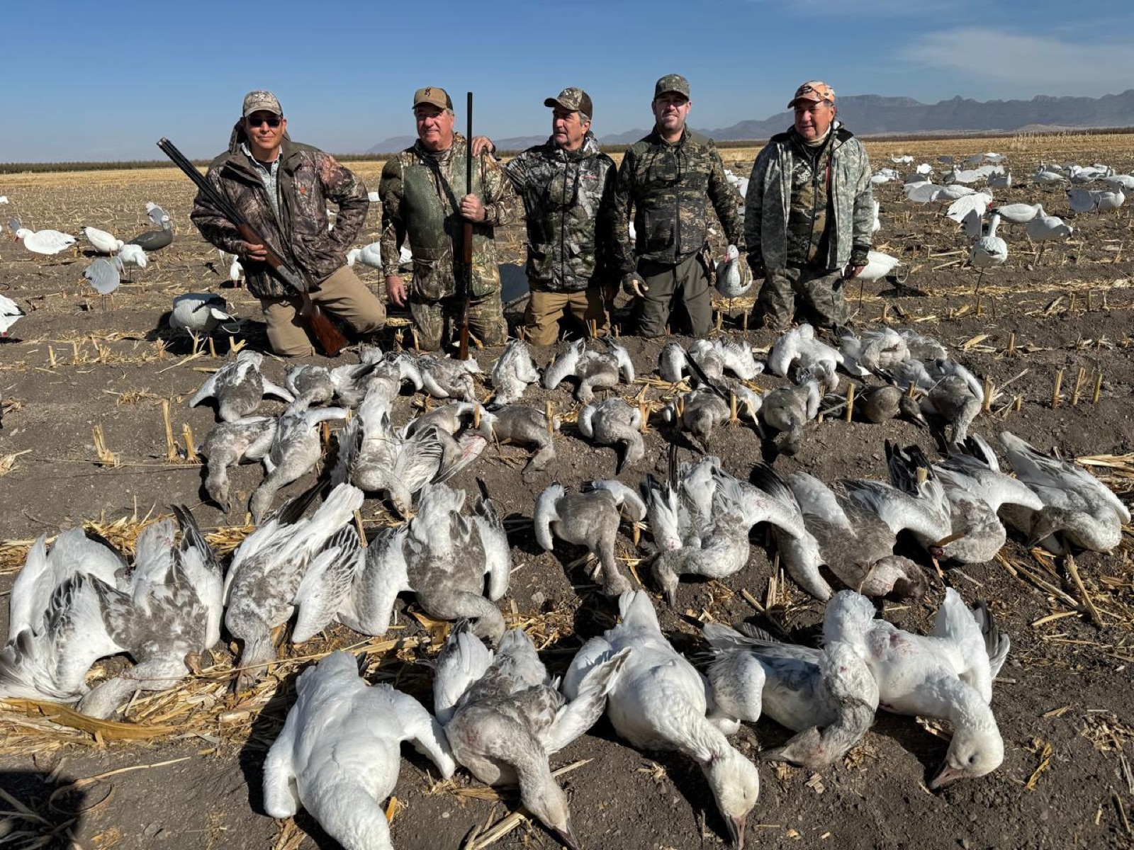 Hunter holding an armful of snow geese